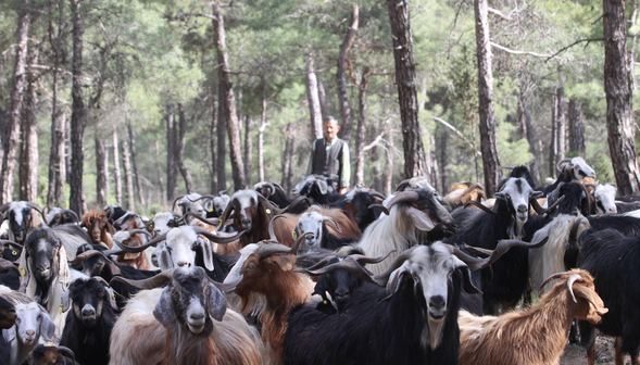 32 yıldır ormanda yaşıyorlar
