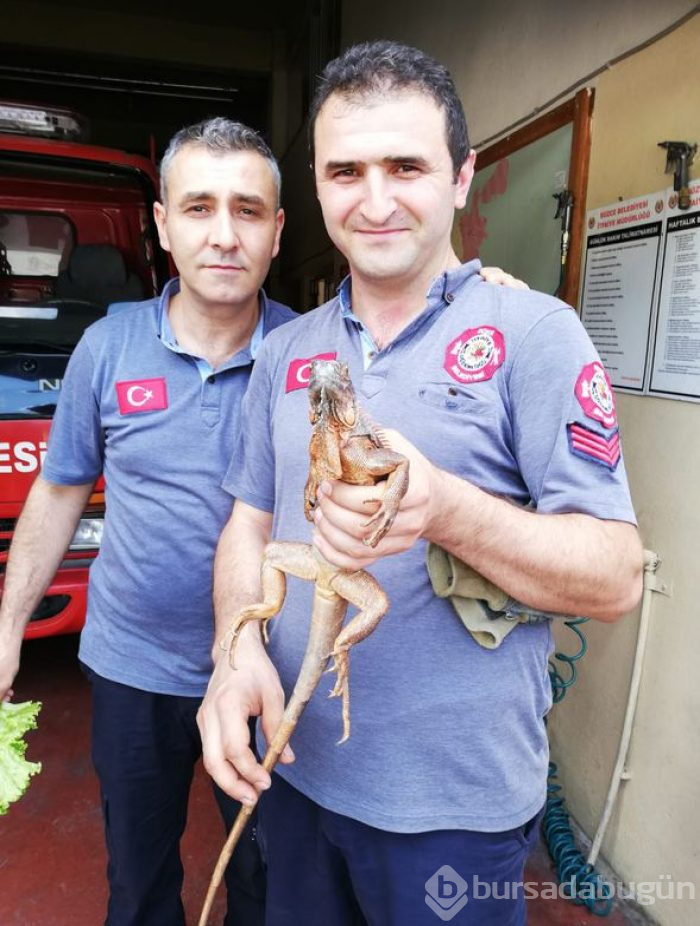 'Garip bir hayvan gördük' ihbarı harekete geçirdi
