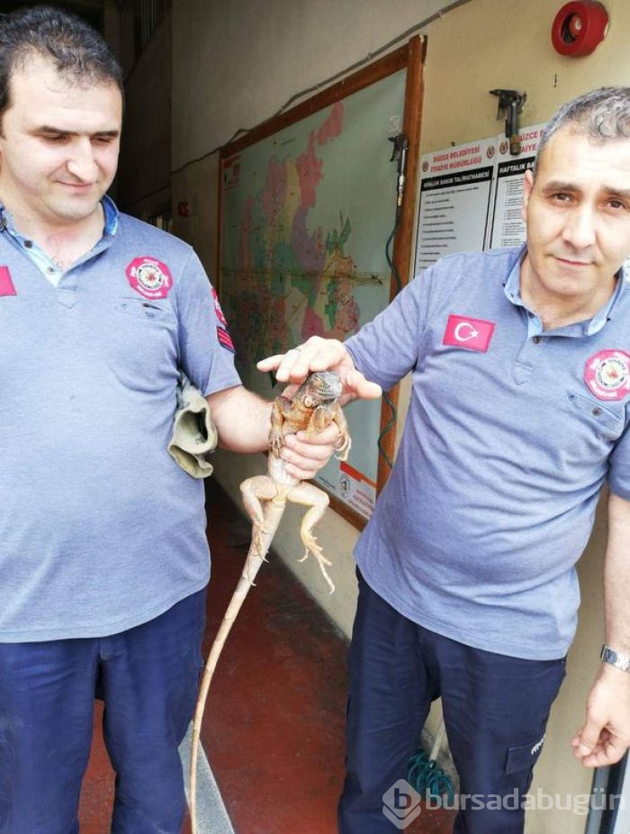 'Garip bir hayvan gördük' ihbarı harekete geçirdi
