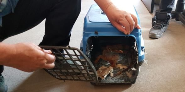 'Garip bir hayvan gördük' ihbarı harekete geçirdi
