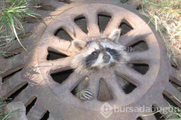 Başlarını belaya sokan hayvanların zor anları...
