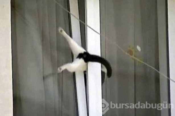 Başlarını belaya sokan hayvanların zor anları...