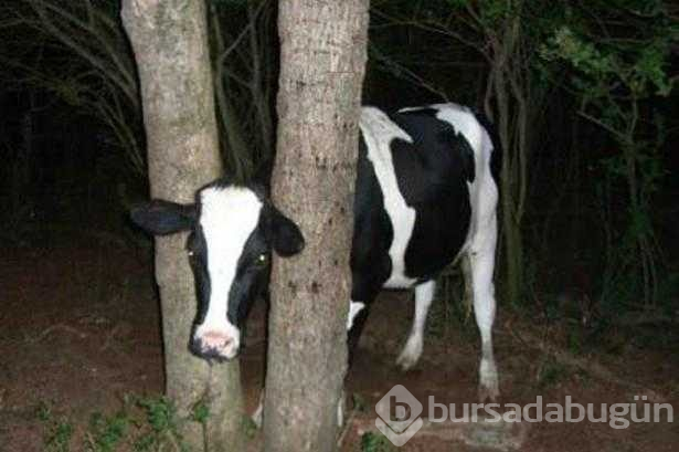 Başlarını belaya sokan hayvanların zor anları...