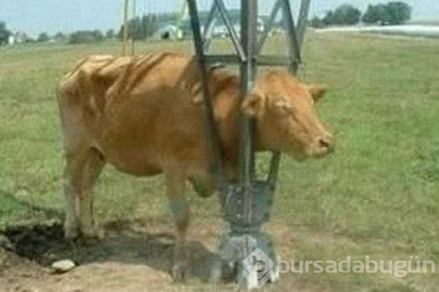 Başlarını belaya sokan hayvanların zor anları...