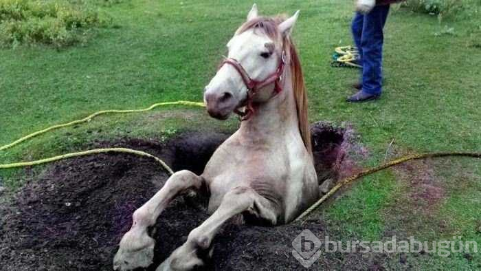 Başlarını belaya sokan hayvanların zor anları...