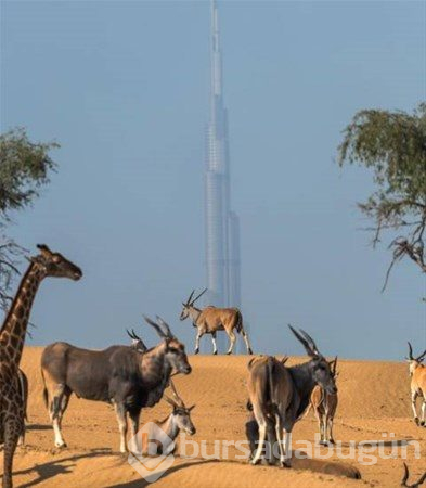Dubai Prensi`nin çılgın fotoğrafları...