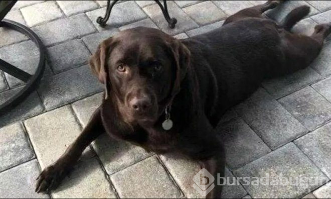 Köpeği timsah tarafından parçalandıktan sonra canına kıydı!