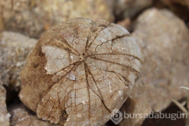 Hayvan otlatırken buldu, ne olduğunu duyan şaşıp kaldı!