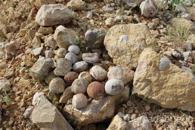 Hayvan otlatırken buldu, ne olduğunu duyan şaşıp kaldı!