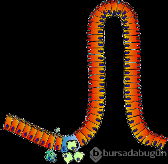 Bağırsaklar en duygusal organımız
