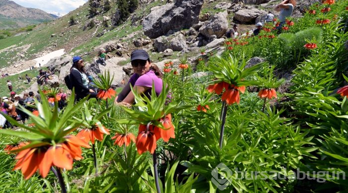 Dağların süsü ters laleler görenleri büyülüyor
