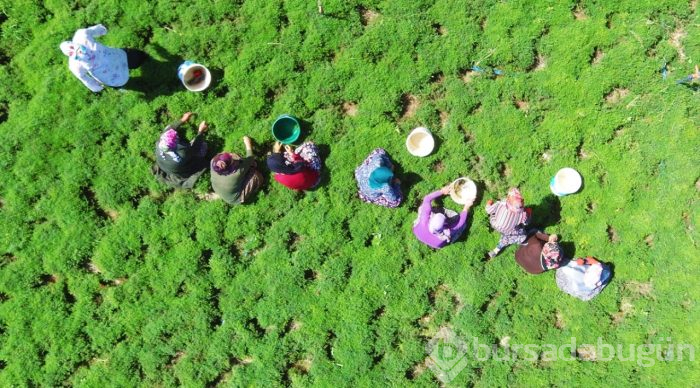 Lezzet ve şifa deposu zahter geçim kaynağı oldu
