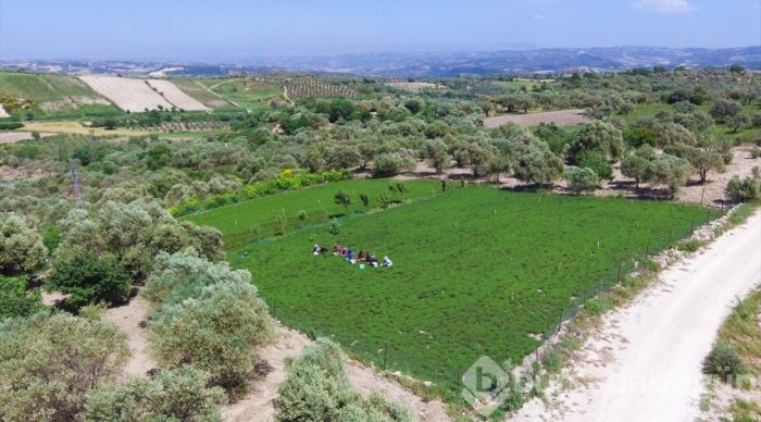 Lezzet ve şifa deposu zahter geçim kaynağı oldu

