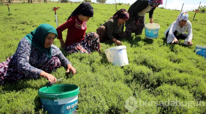 Lezzet ve şifa deposu zahter geçim kaynağı oldu
