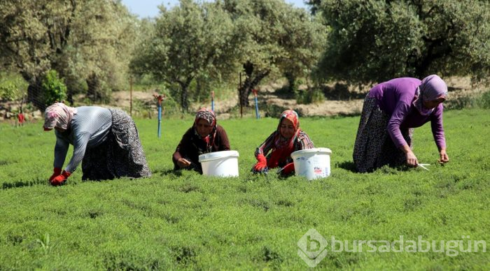 Lezzet ve şifa deposu zahter geçim kaynağı oldu
