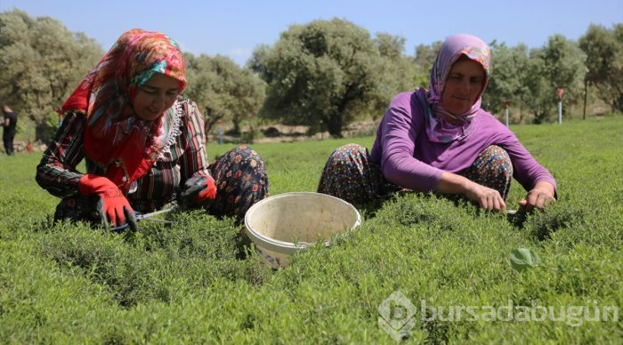 Lezzet ve şifa deposu zahter geçim kaynağı oldu
