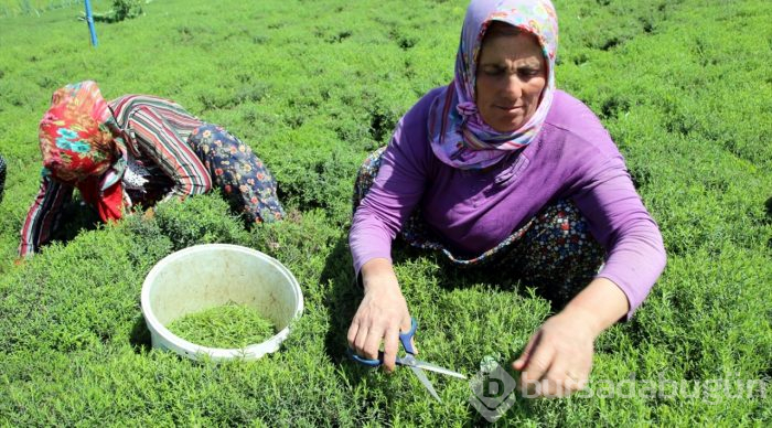 Lezzet ve şifa deposu zahter geçim kaynağı oldu
