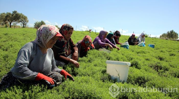 Lezzet ve şifa deposu zahter geçim kaynağı oldu
