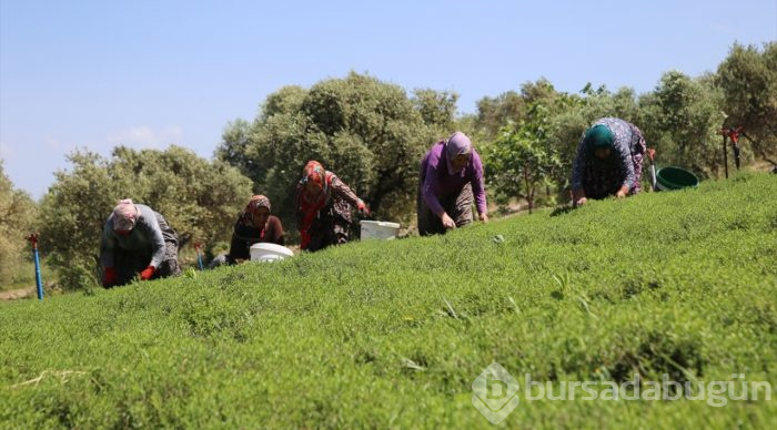 Lezzet ve şifa deposu zahter geçim kaynağı oldu
