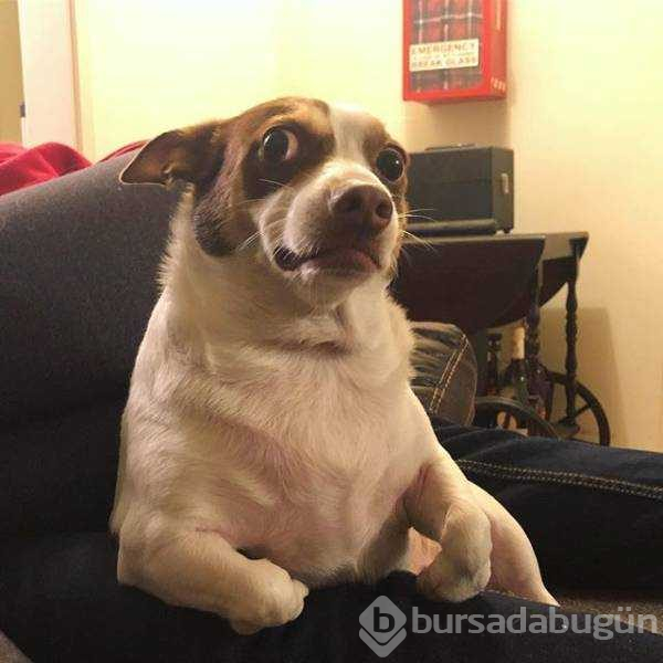 İnsanlar gibi tepkiler veren köpekler...