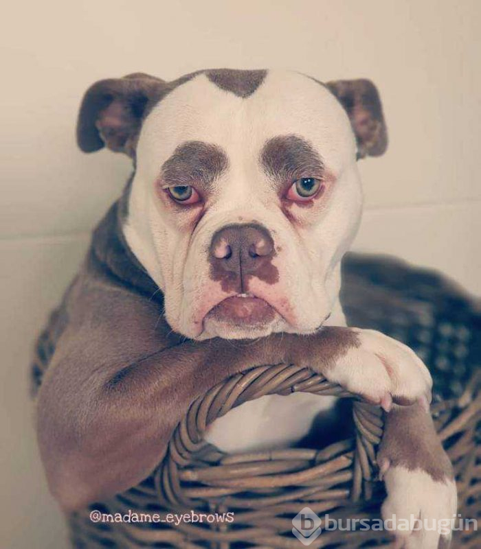 İnsanlar gibi tepkiler veren köpekler...