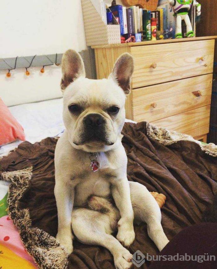 İnsanlar gibi tepkiler veren köpekler...