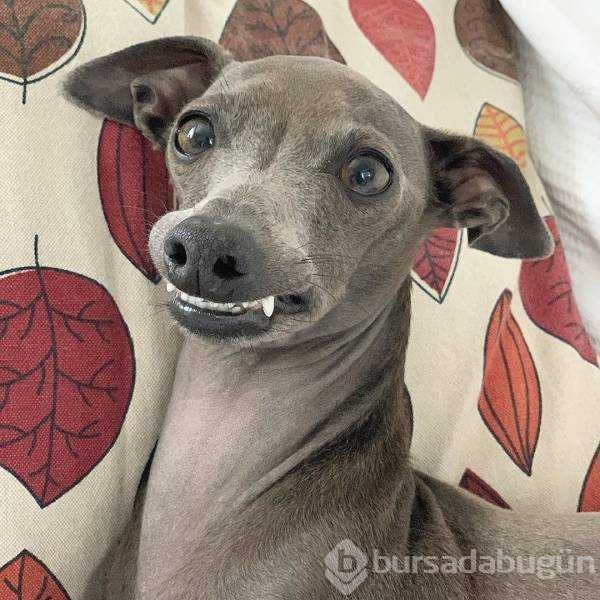 İnsanlar gibi tepkiler veren köpekler...
