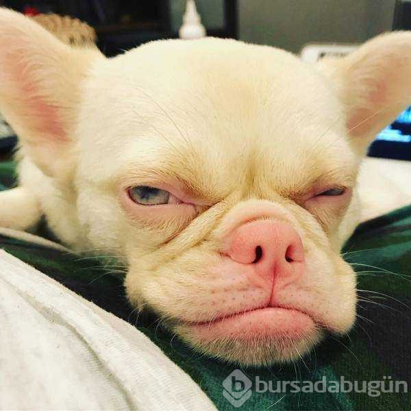 İnsanlar gibi tepkiler veren köpekler...