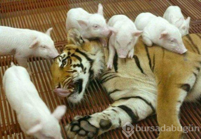 Günün en çok paylaşılan fotoğrafları (31.05.2019)