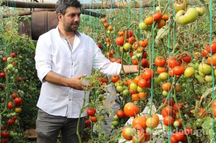 Geliştirdiği teknik sayesinde domatesten çuvalla para kazanacak!