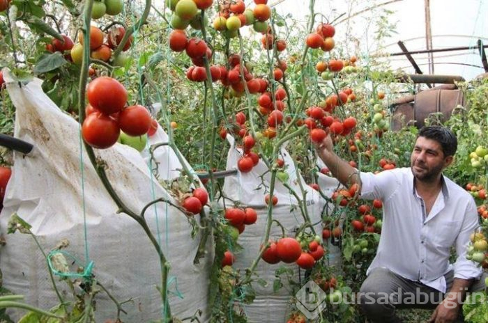Geliştirdiği teknik sayesinde domatesten çuvalla para kazanacak!