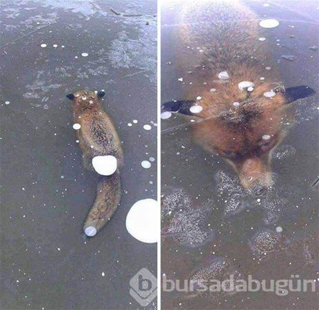 Doğanın acımasız yüzü