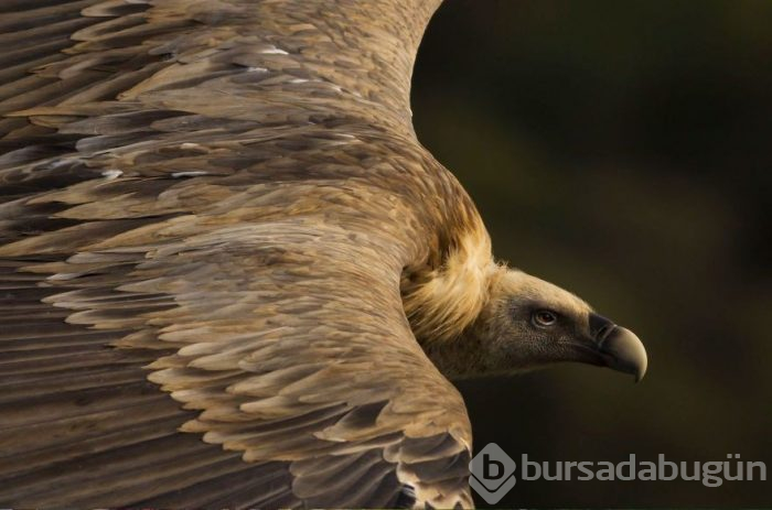 National Geographic Seyahat Fotoğrafı Yarışması'nın sonuçları belli oldu