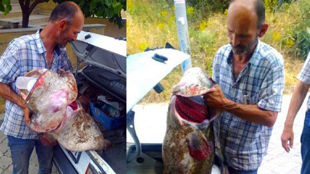 2 metre uzunluğunda, 40 kilo ağırlığında yayın balığı yakalandı