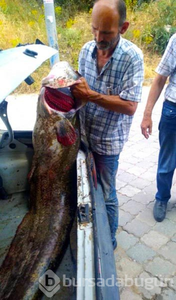 2 metre uzunluğunda, 40 kilo ağırlığında yayın balığı yakalandı