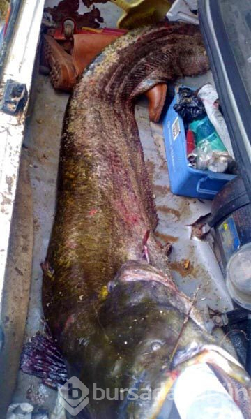 2 metre uzunluğunda, 40 kilo ağırlığında yayın balığı yakalandı