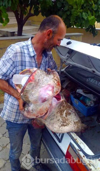 2 metre uzunluğunda, 40 kilo ağırlığında yayın balığı yakalandı