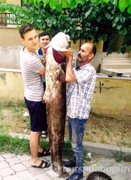 2 metre uzunluğunda, 40 kilo ağırlığında yayın balığı yakalandı