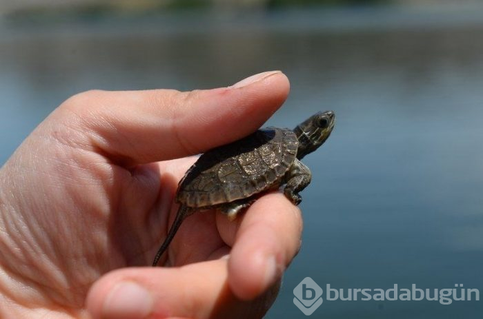 Ağrı Dağı eteklerinde bulunan milli park, ziyaretçilerini kendine hayran bırakıyor