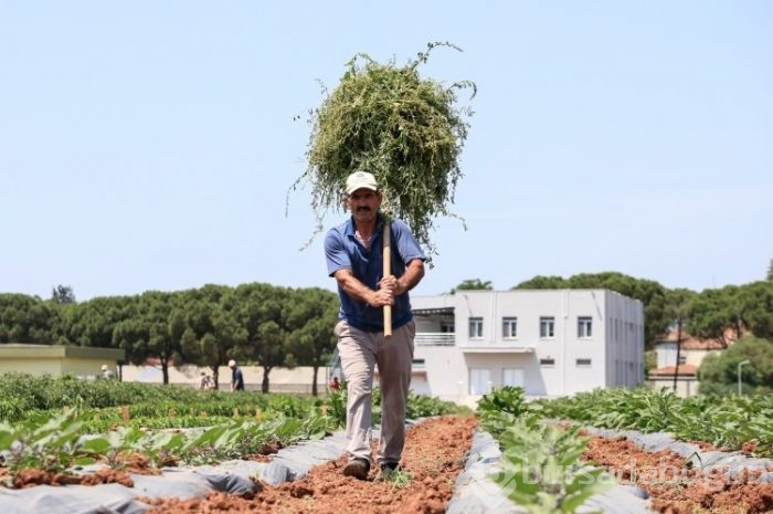 30 yıl önce 'uyutulan' tohumlar toprakla buluştu