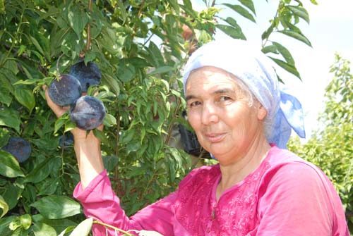 Paraya para demiyor!