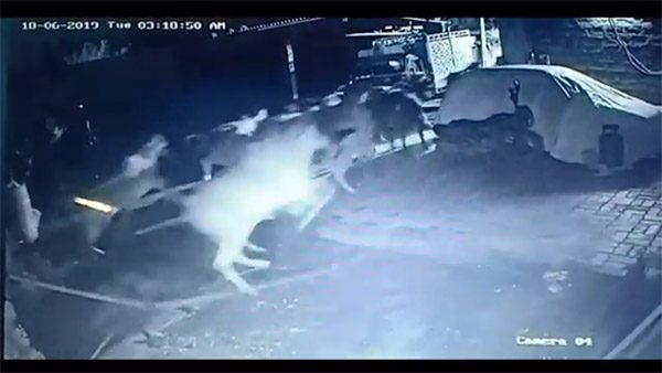 Evden yarı çıplak fırladı!