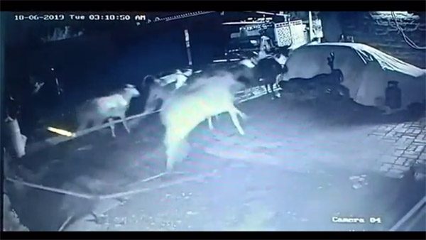 Evden yarı çıplak fırladı!