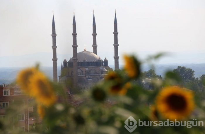 Trakya'da 'sarı gelin'in uyanışı görenleri büyülüyor