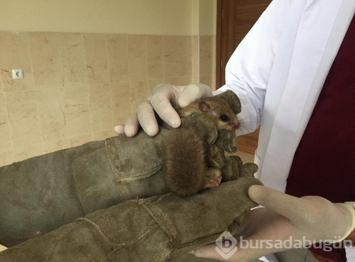  Loas Kaya Faresi Bursa'daki bir fabrikada bulundu