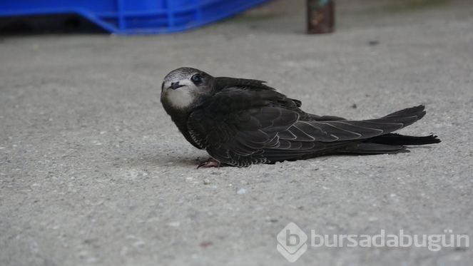 Fil suresinin anlattığı kuşu yolda buldu!