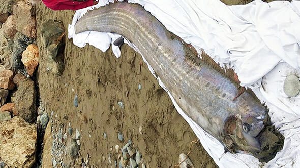 Kıyıya vuran balık deprem ve tsunami endişesine yol açtı.
