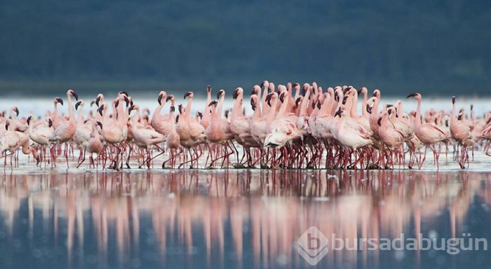 Afrika'nın gizemli gölü Natron