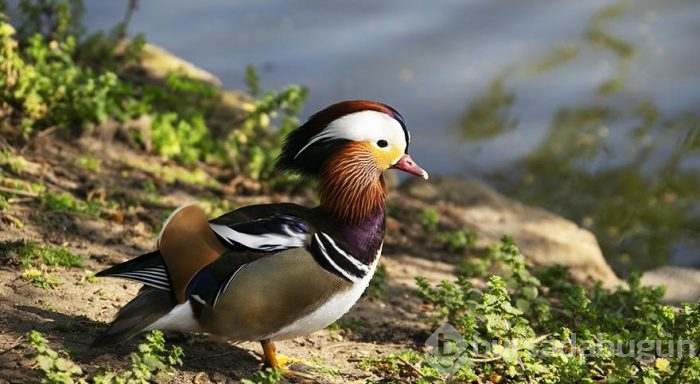 İngiltere Kraliyeti'nin dünya mirası Kew Gardens