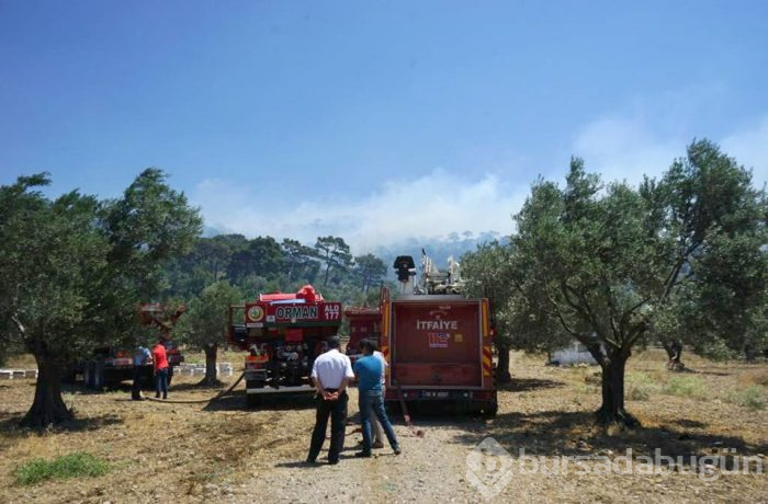 Balıkesir'de orman yangını